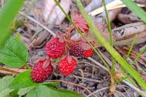 Wild strawberries alongside the road.