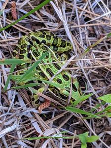 A leopard frog tries to hide in the grass.