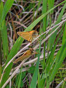 A pair of skipper butterflies.