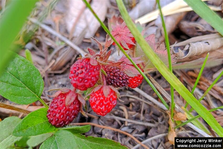 Wild strawberries alongside the road.