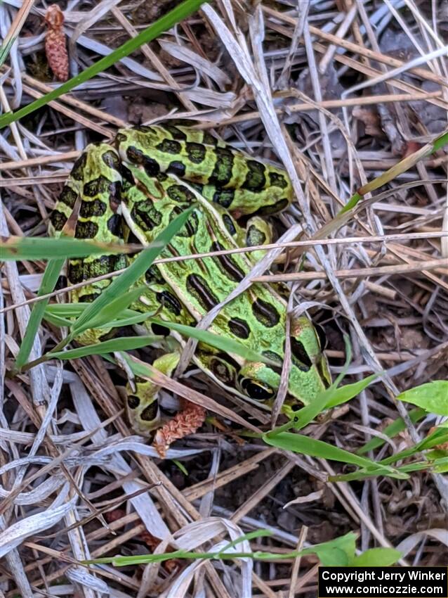 A leopard frog tries to hide in the grass.