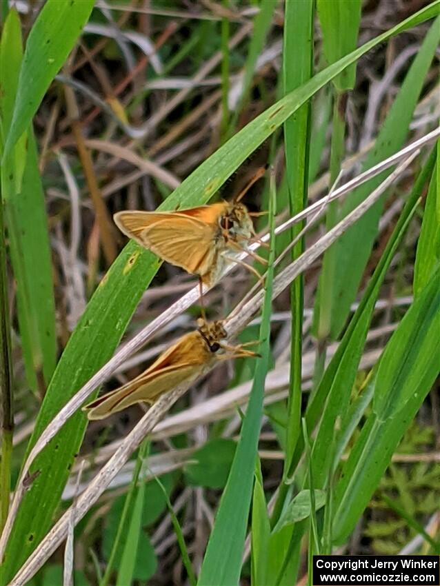 A pair of skipper butterflies.