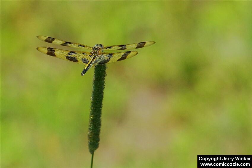 Halloween Pennant Dragonfly