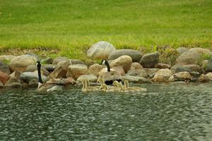 Canada Geese and ducklings in the infield lake.