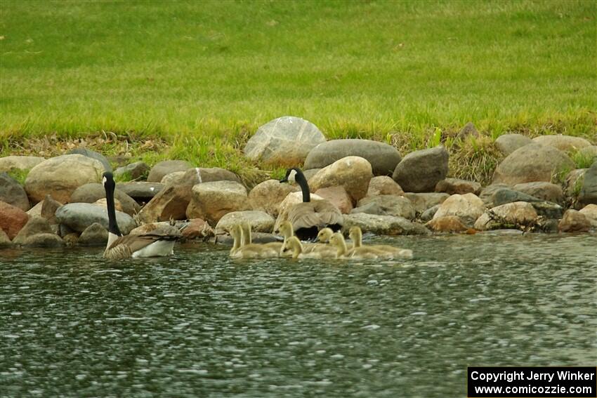 Canada Geese and ducklings in the infield lake.