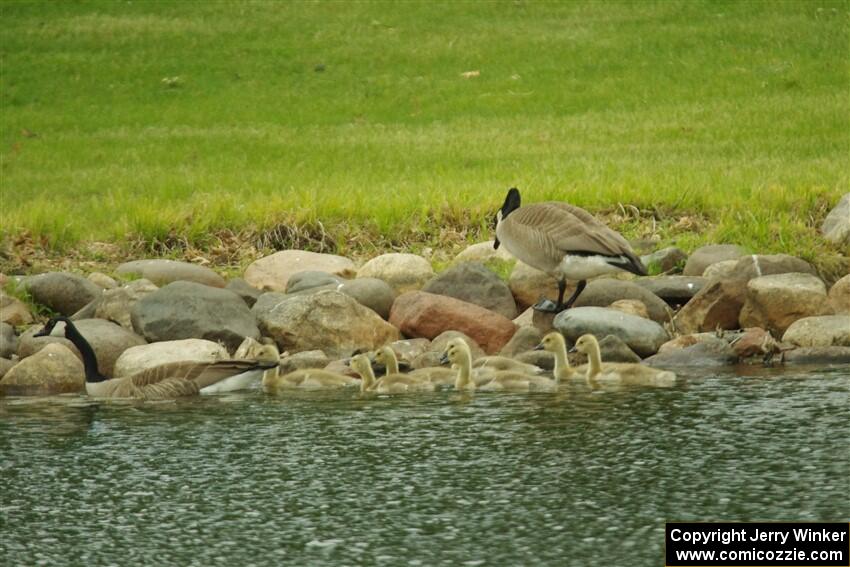 Canada Geese and ducklings in the infield lake.