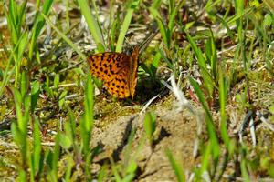 Meadow Fritillary Butterfly