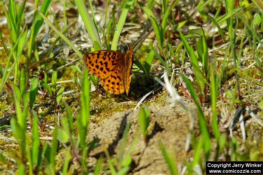 Meadow Fritillary Butterfly