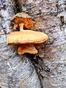 Traditional mushroom shot - 2021 LSPR