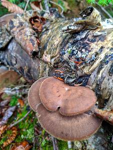 Traditional mushroom shot - 2021 LSPR