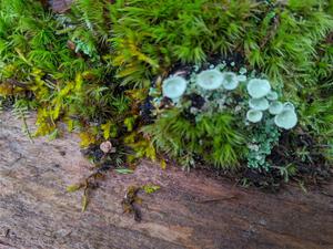 Traditional moss/lichens shot - 2021 LSPR