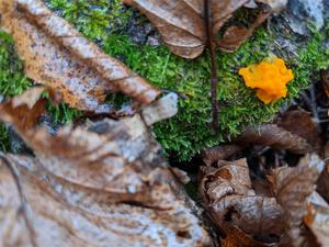 Traditional mushroom/fungus shot - 2021 LSPR