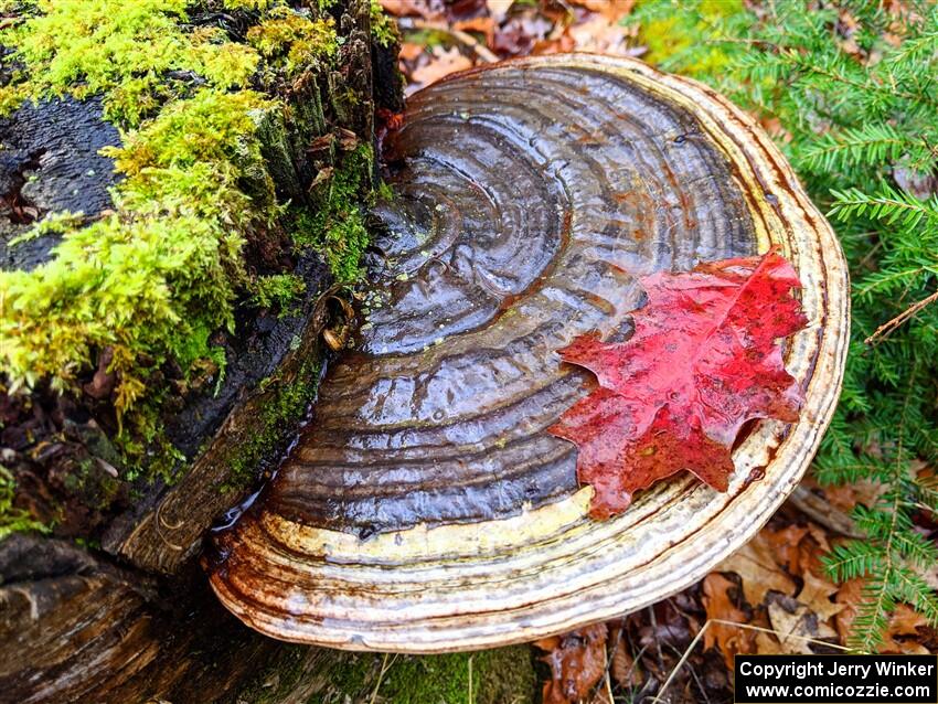 Traditional mushroom shot - 2021 LSPR