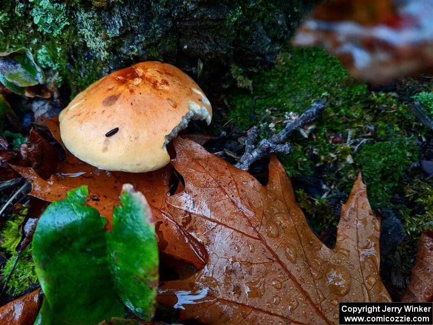 Traditional eaten mushroom shot with mouse turd - 2021 LSPR