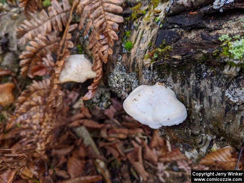 Traditional mushroom shot - 2021 LSPR