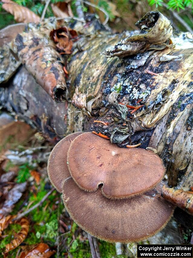 Traditional mushroom shot - 2021 LSPR