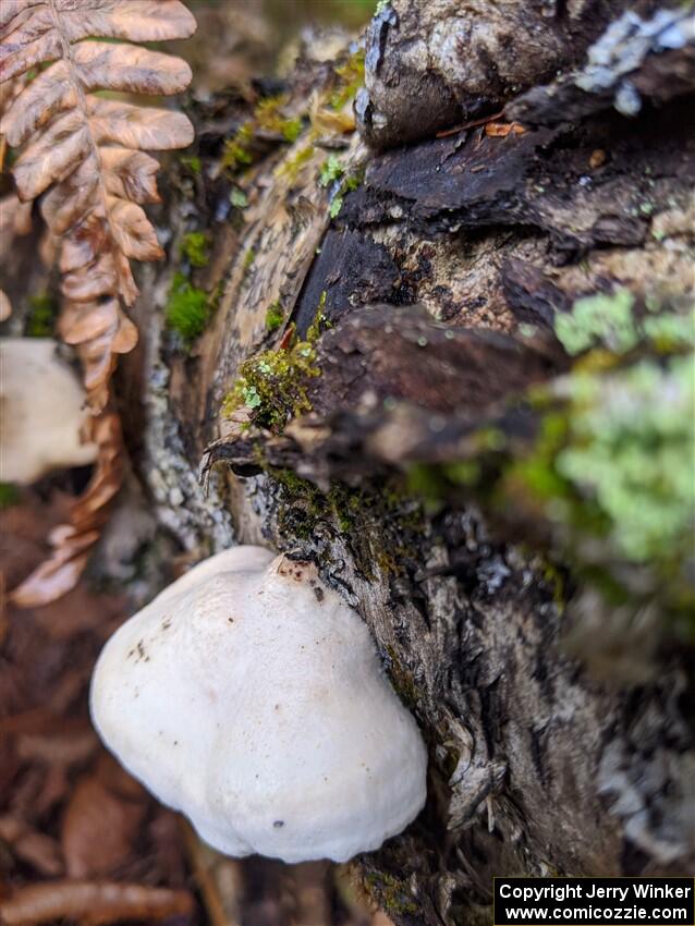 Traditional mushroom shot - 2021 LSPR