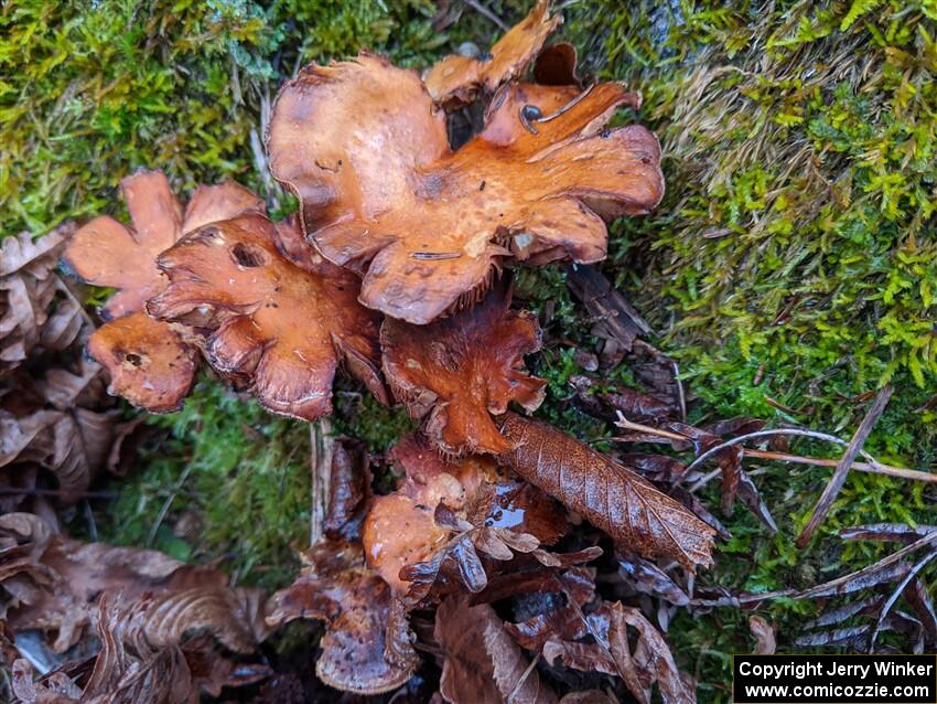 Traditional mushroom shot - 2021 LSPR