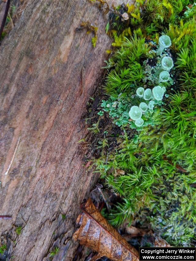 Traditional moss/lichens shot - 2021 LSPR