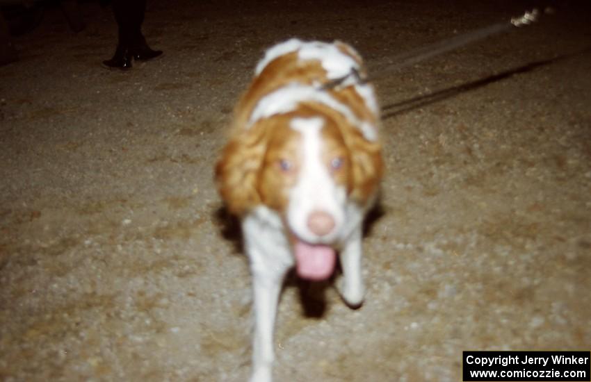 Nigel the Rally Dog!!!