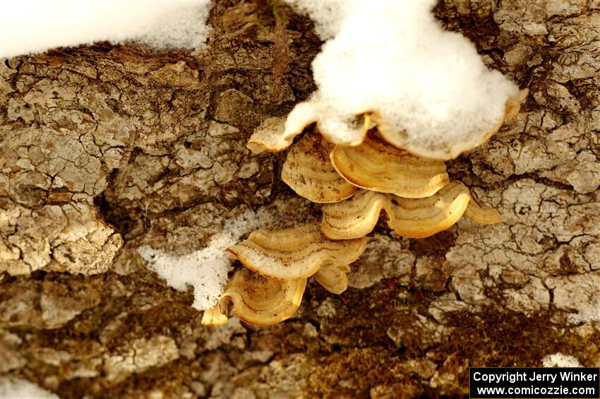 Traditional mushroom shot - 2022 Nemadji Trail