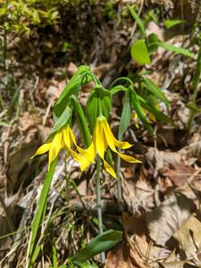 Large-flowered Bellworts