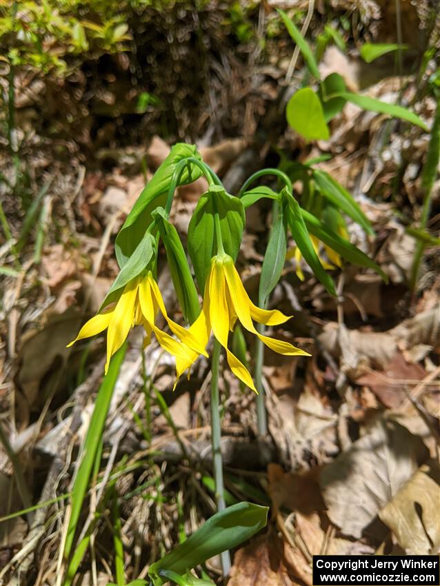 Large-flowered Bellworts