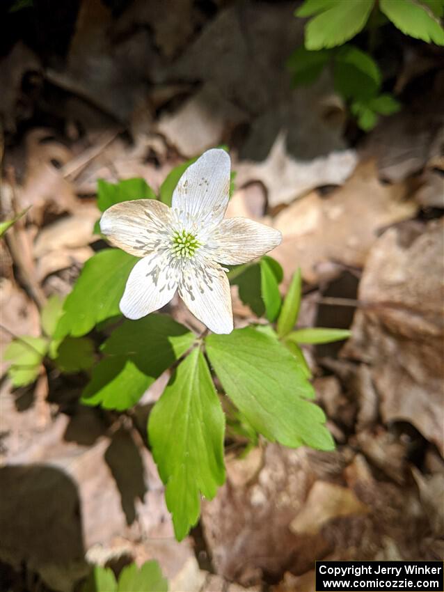 Wood anemone