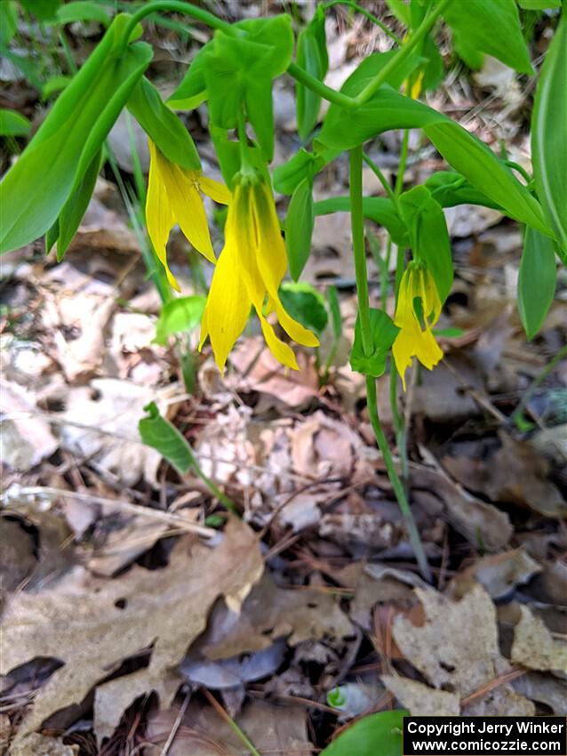 Large-flowered Bellwort