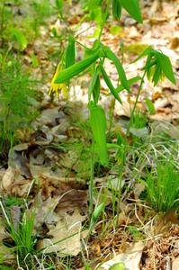 Large-flowered Bellwort