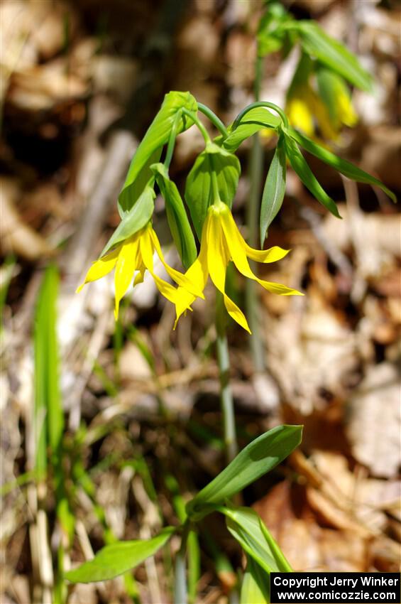 Large-flowered Bellwort