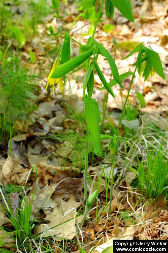 Large-flowered Bellwort