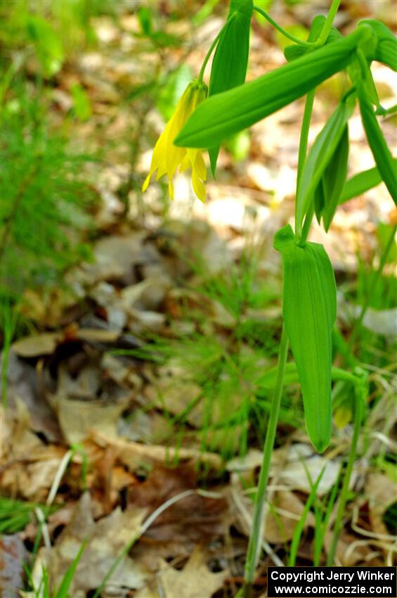 Large-flowered Bellwort