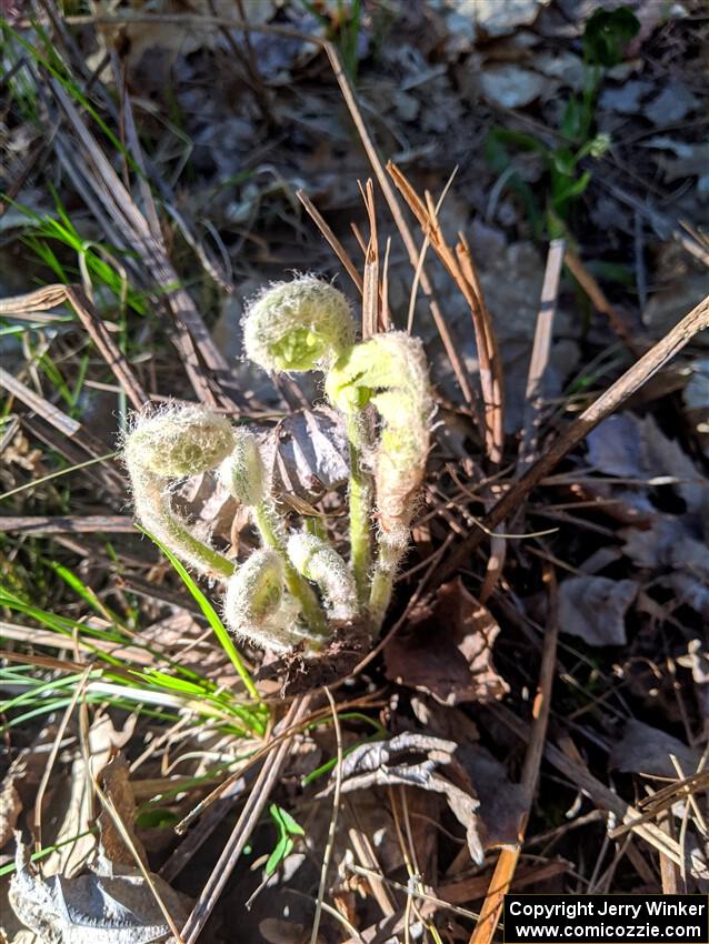 Fern fiddleheads