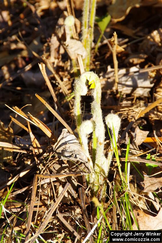 Fern fiddleheads