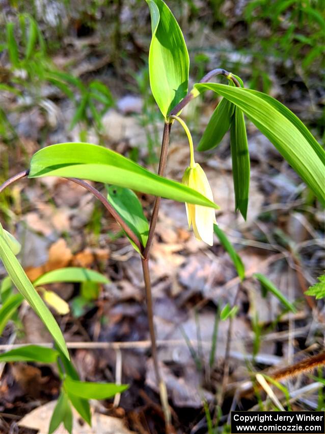 Sessile Bellwort