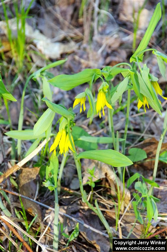 Large-flowered Bellwort