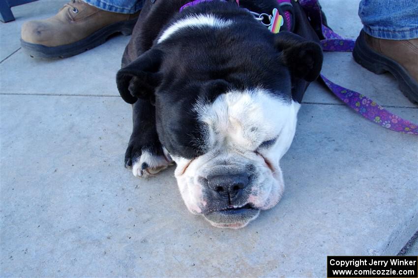 Tired after a long day of rallying.