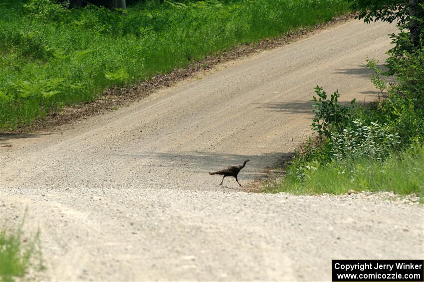 A wild turkey crosses the road before SS1, Camp 3 North.