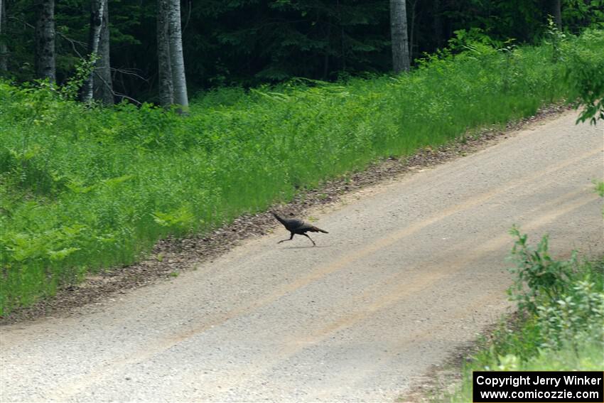 A wild turkey crosses the road again during SS1, Camp 3 North.