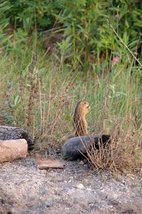 Thirteen-Lined Ground Squirrel