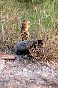 Thirteen-Lined Ground Squirrel