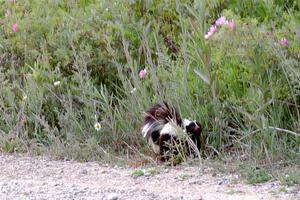 A large Striped Skunk looks for turtle eggs along the lakeshore.