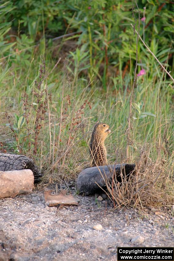 Thirteen-Lined Ground Squirrel