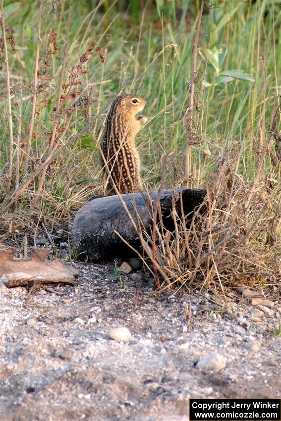 Thirteen-Lined Ground Squirrel