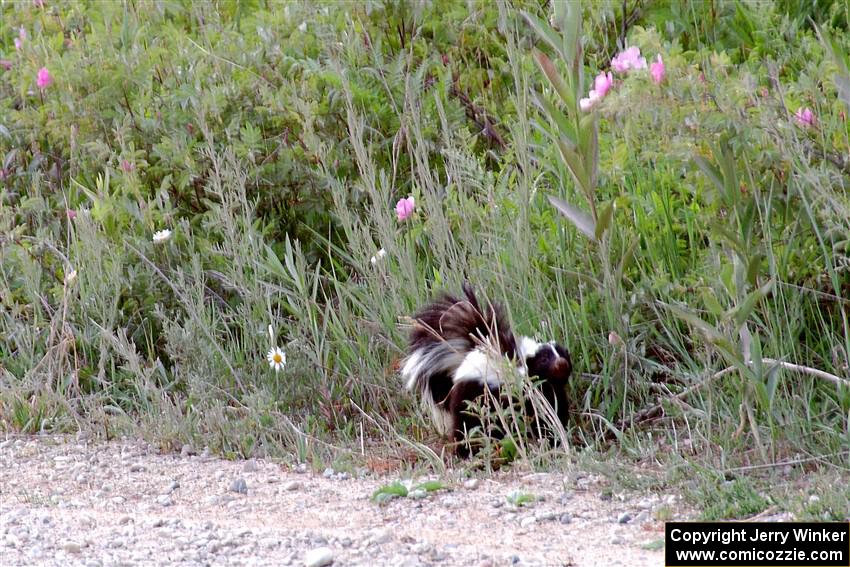 A large Striped Skunk looks for turtle eggs along the lakeshore.