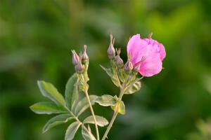 Michigan Roses along the lakeshore.