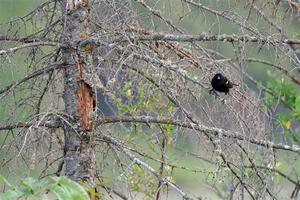 A pair of Red-winged Blackbird rests in a dead evergreen tree.