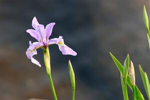 Northern Blue Flag Irises along the lakeshore.