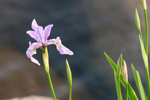 Northern Blue Flag Irises along the lakeshore.